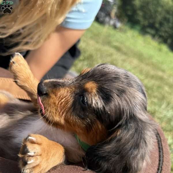 Gray, Dachshund Puppy